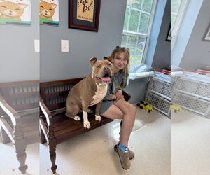 Jaxx - Male Mutt Dog for Adoption - Photo #4