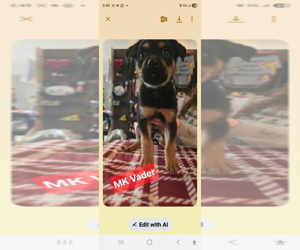 Medium Photo #1 Shepweiller Puppy For Sale in Foristell, MO, USA