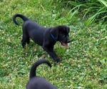 Small Photo #2 Labrador Retriever Puppy For Sale in ARTHUR, IL, USA