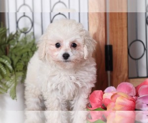Poodle (Toy) Puppy for sale in NAPLES, FL, USA