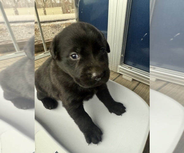 Medium Photo #8 Labrador Retriever Puppy For Sale in CLINTWOOD, VA, USA