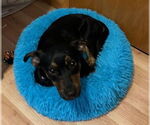 Small Labrador Retriever Mix