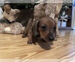 Small Dachshund