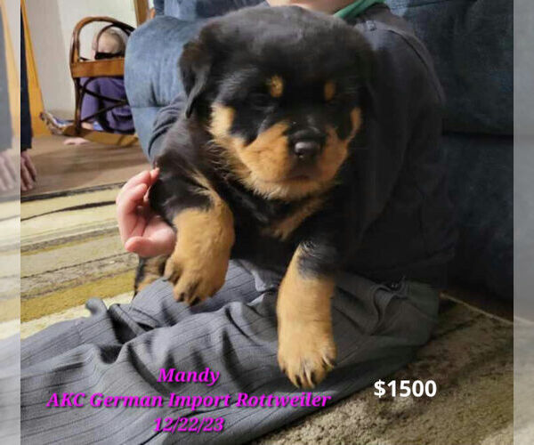 Medium Photo #1 Rottweiler Puppy For Sale in TOPEKA, IN, USA