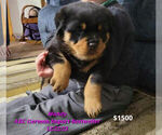 Small Photo #1 Rottweiler Puppy For Sale in TOPEKA, IN, USA