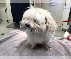 Maltese Dogs for adoption in Riverside, CA, USA