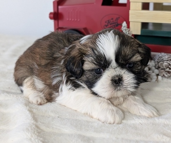 Medium Photo #23 Shih Tzu Puppy For Sale in GOSHEN, IN, USA