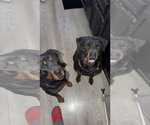 Small #6 Rottweiler