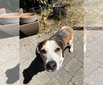 Small #6 Beagle Mix