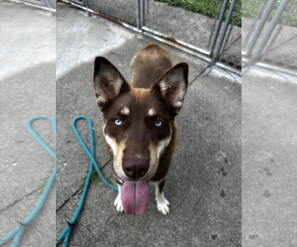 Medium Photo #5 Australian Kelpie-Siberian Husky Mix Puppy For Sale in Rockaway, NJ, USA