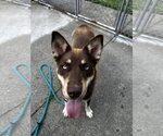 Small #4 Australian Kelpie-Siberian Husky Mix