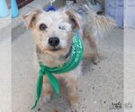 Small #2 Mutt