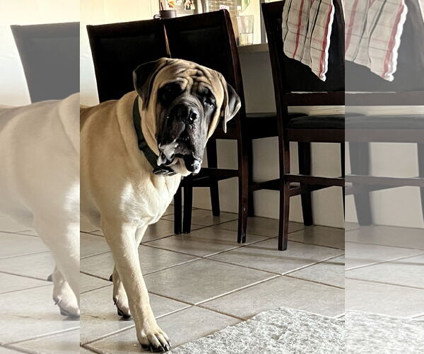 Medium Photo #6 Mastiff Puppy For Sale in Goodyear, AZ, USA
