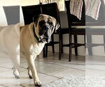 Small #5 Mastiff