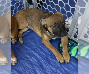 Chihuahua-Unknown Mix Dogs for adoption in Jacksonville, NC, USA