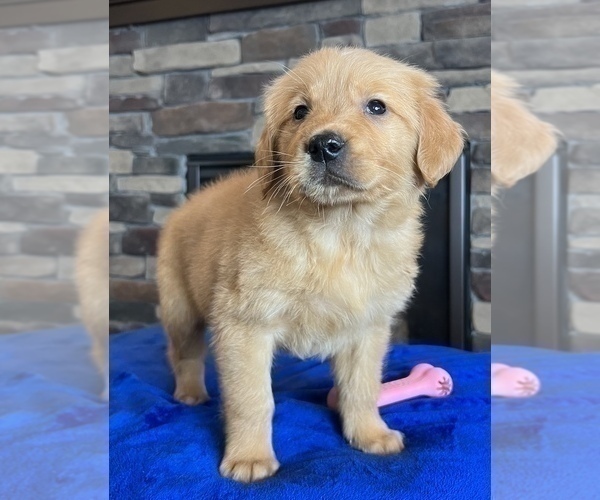 Medium Photo #7 Golden Retriever Puppy For Sale in NOBLESVILLE, IN, USA