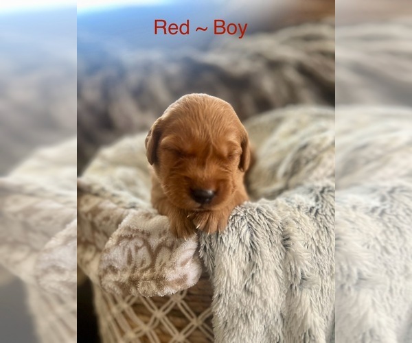 Medium Photo #19 Golden Retriever Puppy For Sale in SAINT GEORGE, UT, USA