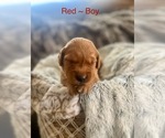 Small Photo #19 Golden Retriever Puppy For Sale in SAINT GEORGE, UT, USA