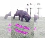 Small #15 Cane Corso