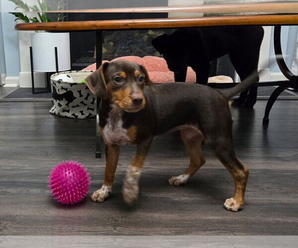 Medium Photo #4 Miniature Pinscher-Unknown Mix Puppy For Sale in New London, WI, USA