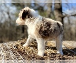 Small Photo #11 Bordoodle Puppy For Sale in GUTHRIE, OK, USA