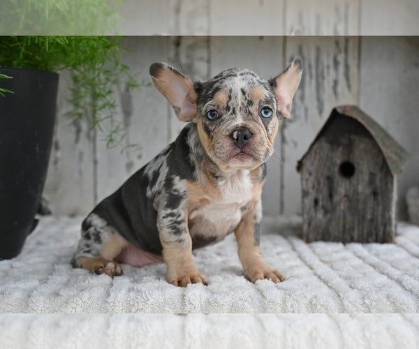Medium Photo #5 French Bulldog Puppy For Sale in MILLERSBURG, OH, USA