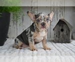 Small #4 French Bulldog