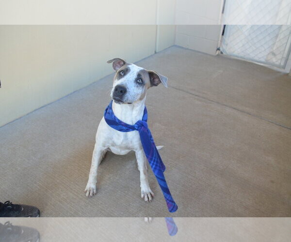 Medium Photo #3 Red Heeler-Unknown Mix Puppy For Sale in McKinney, TX, USA