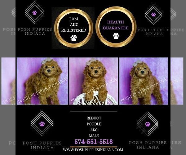 Medium Photo #4 Poodle (Toy) Puppy For Sale in WARSAW, IN, USA