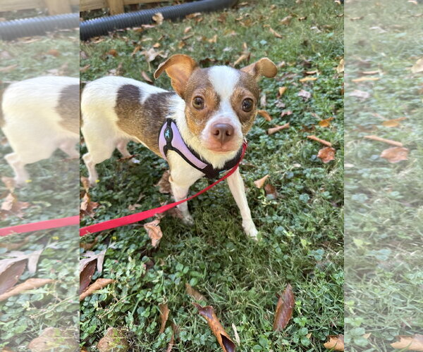 Medium Photo #5 Chihuahua-Unknown Mix Puppy For Sale in Forest, VA, USA