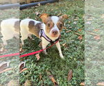 Small Photo #5 Chihuahua-Unknown Mix Puppy For Sale in Forest, VA, USA