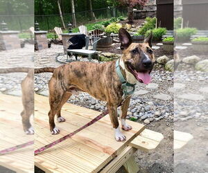 Tigger - Male American Pit Bull Terrier-Bull Terrier Mix Dog for Adoption - Photo #3