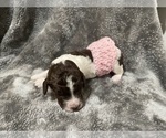 Puppy 5 Poodle (Standard)