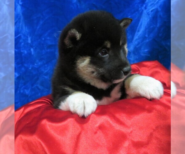 Medium Photo #3 Shiba Inu Puppy For Sale in NORWOOD, MO, USA