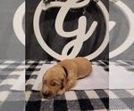 Small Photo #2 Golden Retriever Puppy For Sale in CUMMING, GA, USA