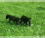 Small #3 Irish Wolfhound