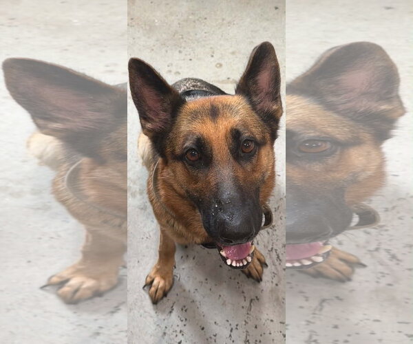 Medium Photo #4 German Shepherd Dog Puppy For Sale in Plantation, FL, USA