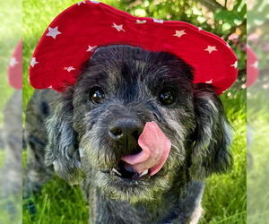 Cocker Spaniel-Poodle (Miniature) Mix Dogs for adoption in Arlington, VA, USA