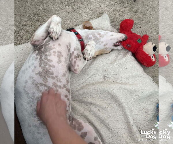 Medium Photo #9 Beagle-Unknown Mix Puppy For Sale in Washington, DC, USA