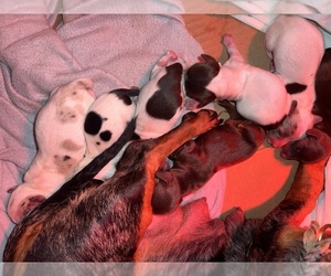Dachshund Puppy for sale in BASSETT, VA, USA