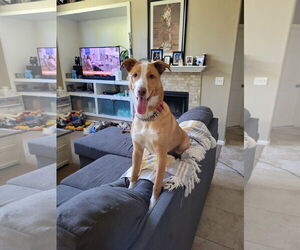 Ginger Spice - Female Gerberian Shepsky Dog for Adoption - Photo #4