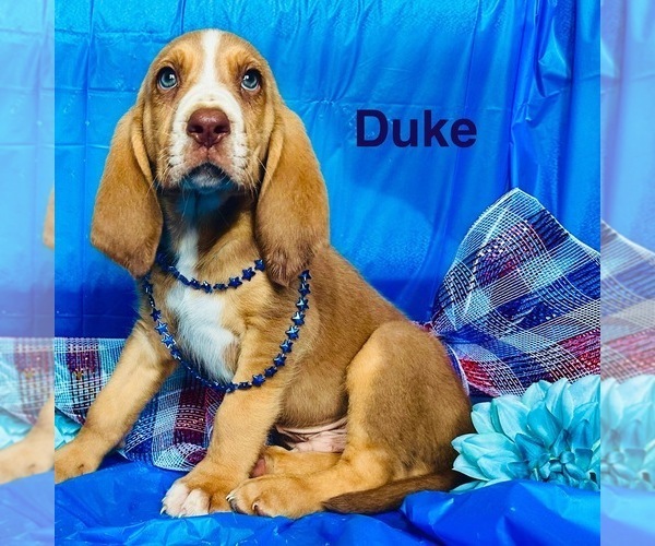 Medium Photo #1 Bloodhound Puppy For Sale in LEXINGTON, OK, USA