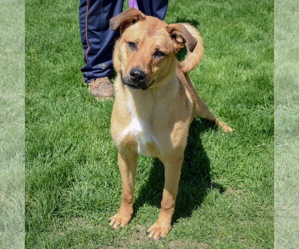 Medium Photo #8 Shepradors Puppy For Sale in Huntley, IL, USA