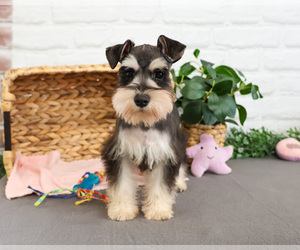 Schnauzer (Miniature) Puppy for sale in SYRACUSE, IN, USA