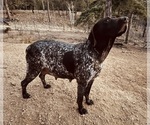 Small Photo #1 German Shorthaired Pointer Puppy For Sale in WOODLAND PARK, CO, USA