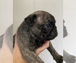 Small Photo #4 Pug Puppy For Sale in HILLTOP LAKES, TX, USA