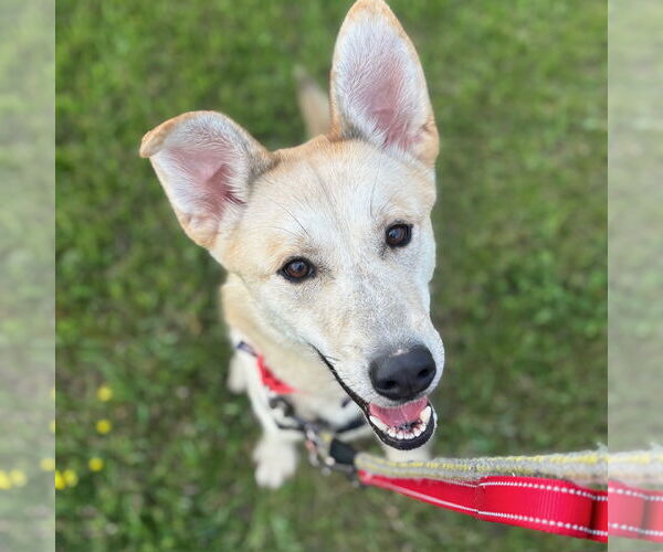 Medium Photo #16 Huskies -Unknown Mix Puppy For Sale in Fargo, ND, USA