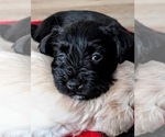 Small Photo #6 Schnauzer (Miniature) Puppy For Sale in HASLET, TX, USA