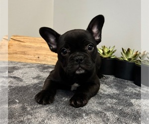 French Bulldog Puppy for sale in FRANKLIN, IN, USA