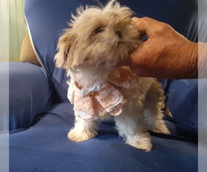 Shih Tzu Puppy for sale in FT WORTH, TX, USA